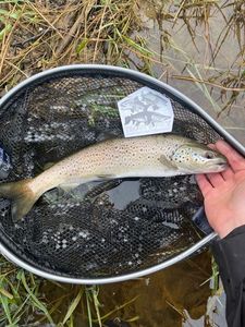 Brown Trout