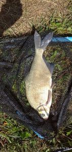 Common Bream