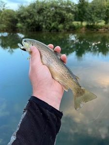 Brown Trout