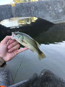 Largemouth Bass