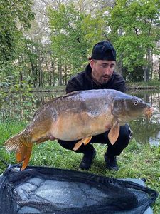 Mirror Carp