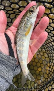 Atlantic Salmon (Juvenile)