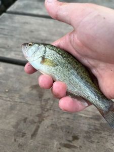 Largemouth Bass