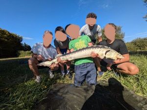 Sturgeon