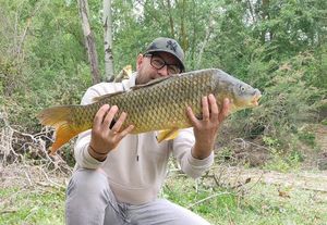 Common Carp
