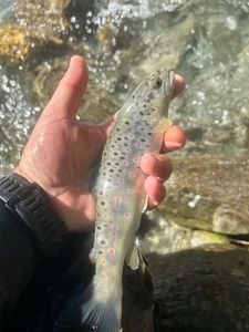 Brown Trout
