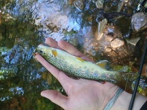 Brown Trout