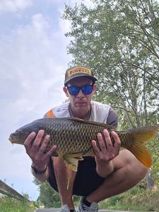 Common Carp