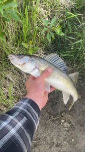 Walleye