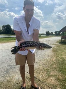 Snakehead