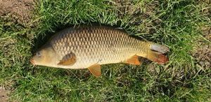Common Carp