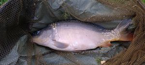 Mirror Carp