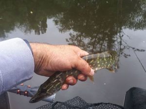 Northern Pike