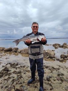 European Bass (Seabass)