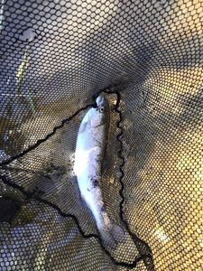 Rainbow Trout