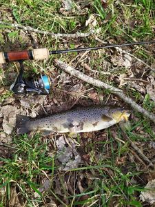 Brown Trout