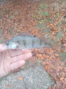 European Perch