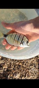 White Seabream