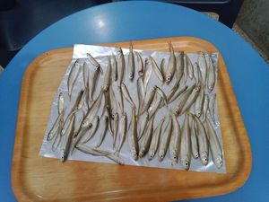 European Bass (Seabass)