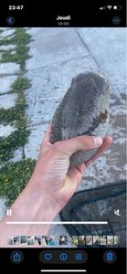 Common Cuttlefish