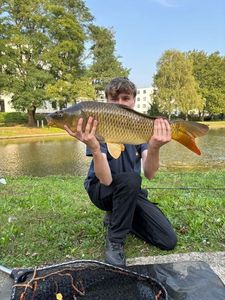 Common Carp
