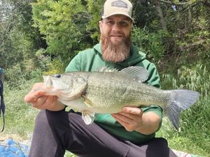 Largemouth Bass