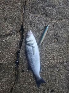 European Bass (Seabass)