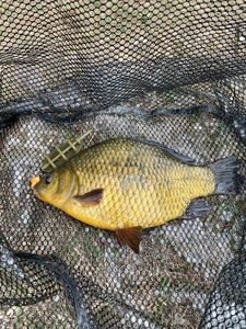 Crucian Carp caught by Rem Sal