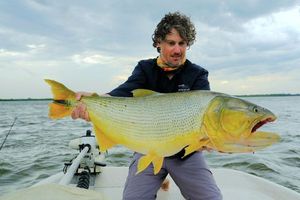 Dorado