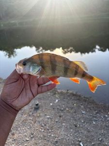 European Perch