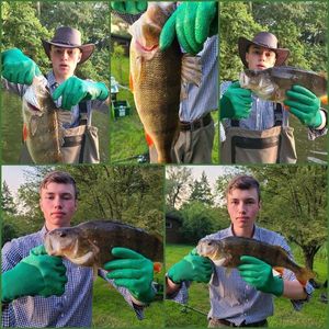 European Perch