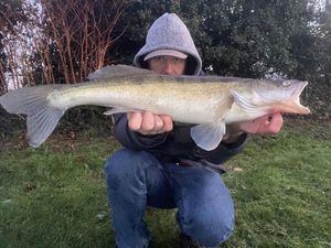 Zander