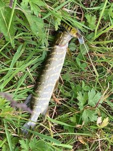Northern Pike