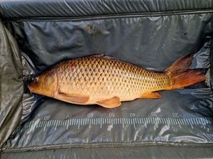 Common Carp