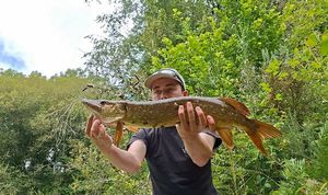 Northern Pike