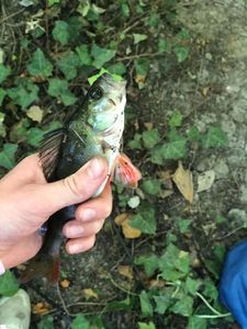 European Perch