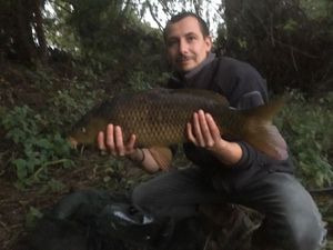 Common Carp