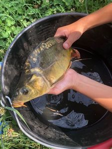 Mirror Carp
