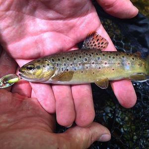 Brown Trout