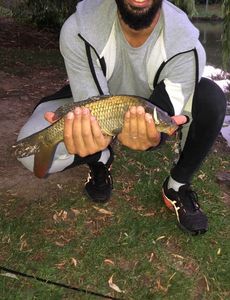 Common Carp