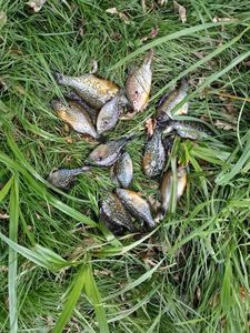 Green Sunfish