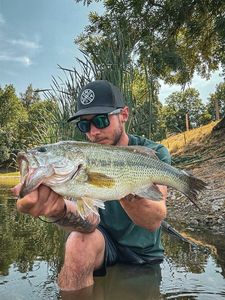 Largemouth Bass