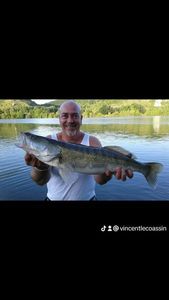 Zander