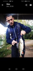 European Perch
