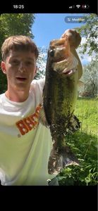 Largemouth Bass