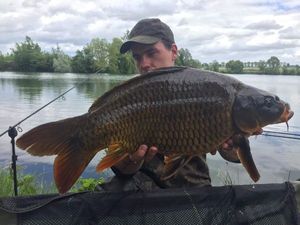 Common Carp