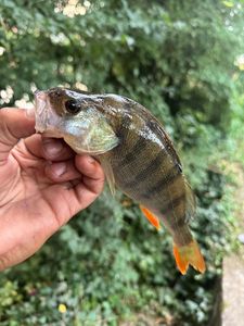 European Perch