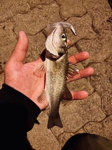 European Bass (Seabass)