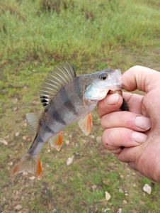 European Perch