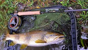 Brown Trout